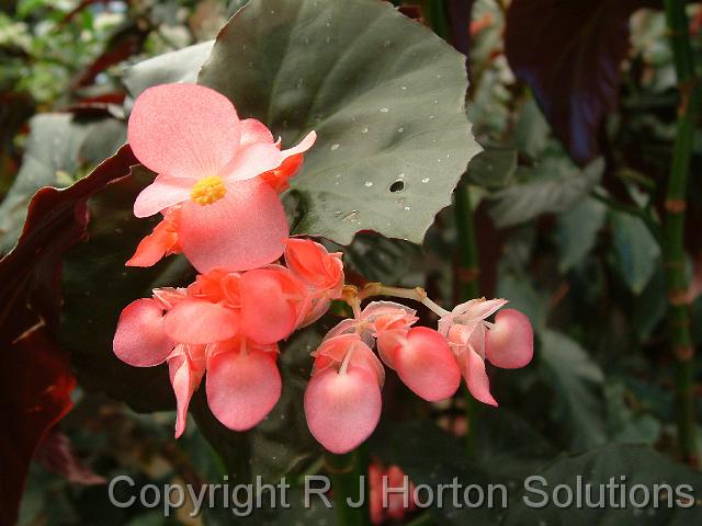 Begoniia tree